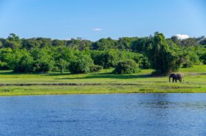 Chobe River an elephant standing in a field next to a body of water