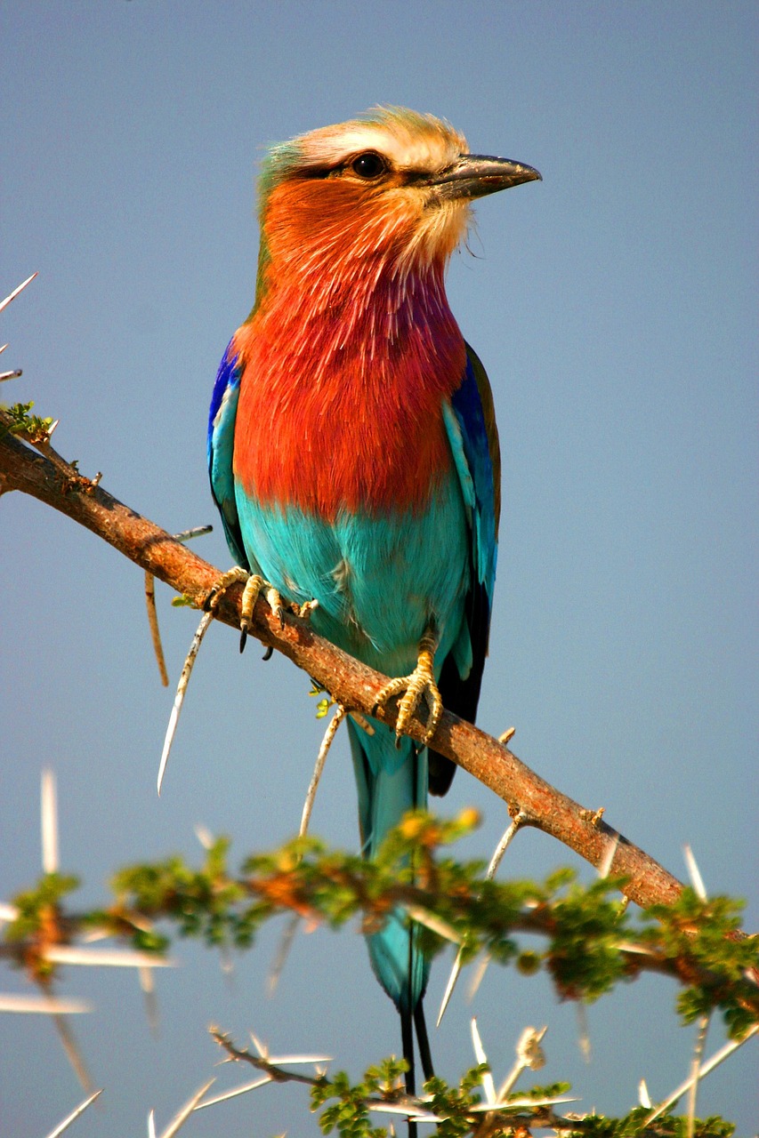 birds of botswana