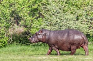 hippo walking chobe botswana hippo walking chobe botswana