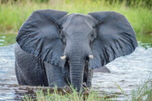 Chobe elephants, Botswana grey elephant in water