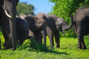 Chobe Botswana a herd of elephants standing on top of a lush green field