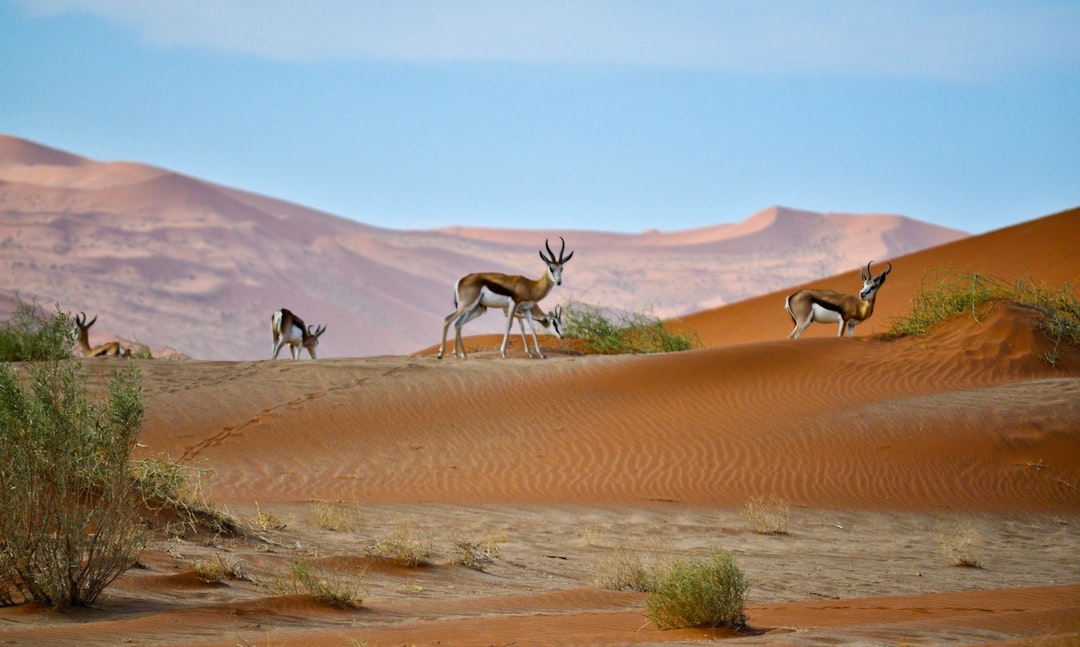 Kalahari desert botswana