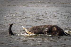 Photo by Peter Strydom an elephant lays in the water