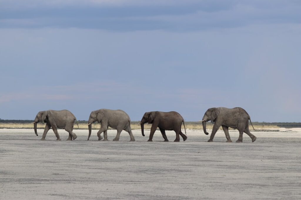 Nxai Pan, Botswana: group of elephant walking