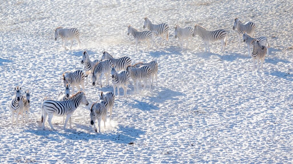 Zebra's in Botswana Nxai Pan